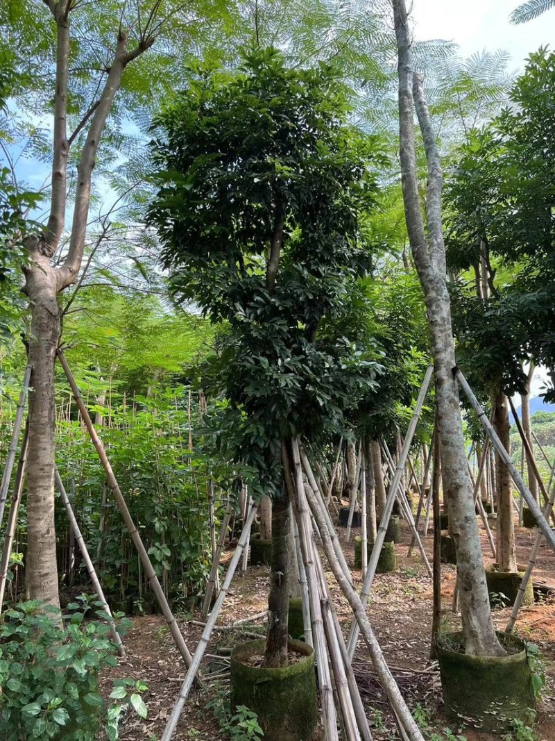 海南红豆6-15分大量现货供应需要老板前来选购