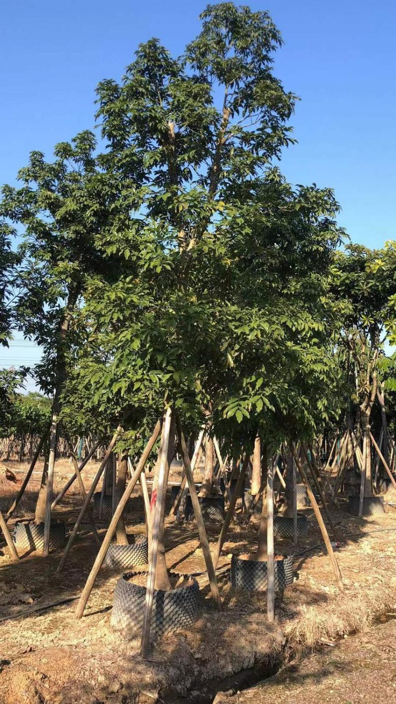 海南红豆6-15分大量现货供应需要老板前来选购