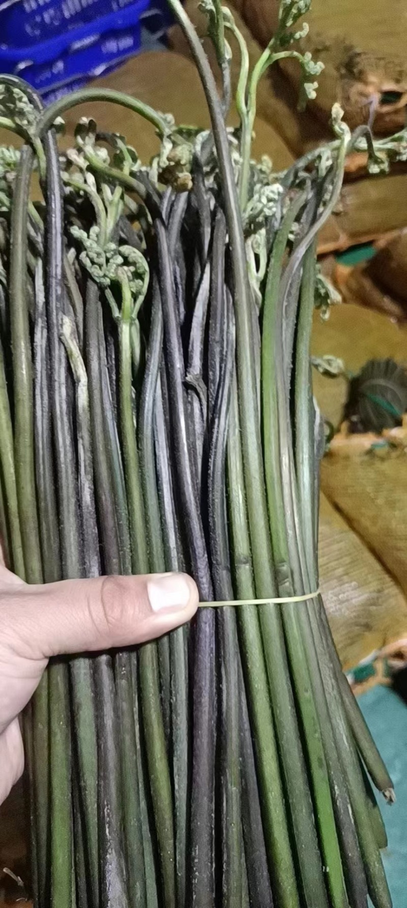新鲜蕨菜