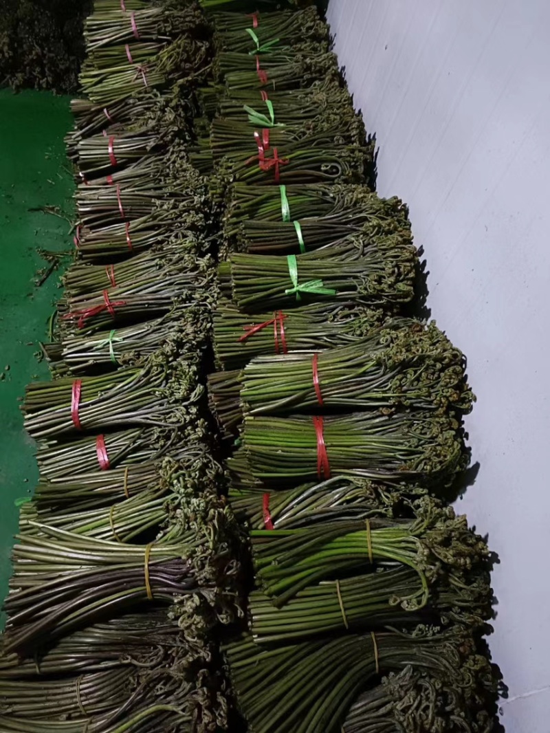 新鲜蕨菜