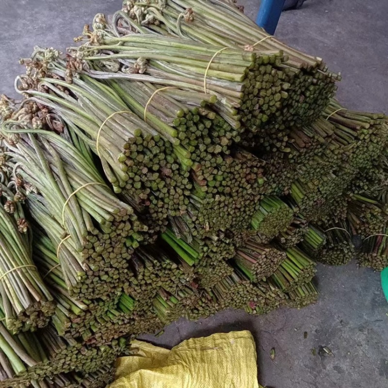新鲜蕨菜