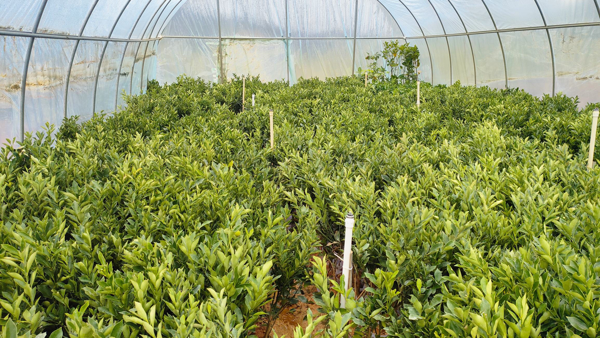 脆皮金桔大棚种植场景