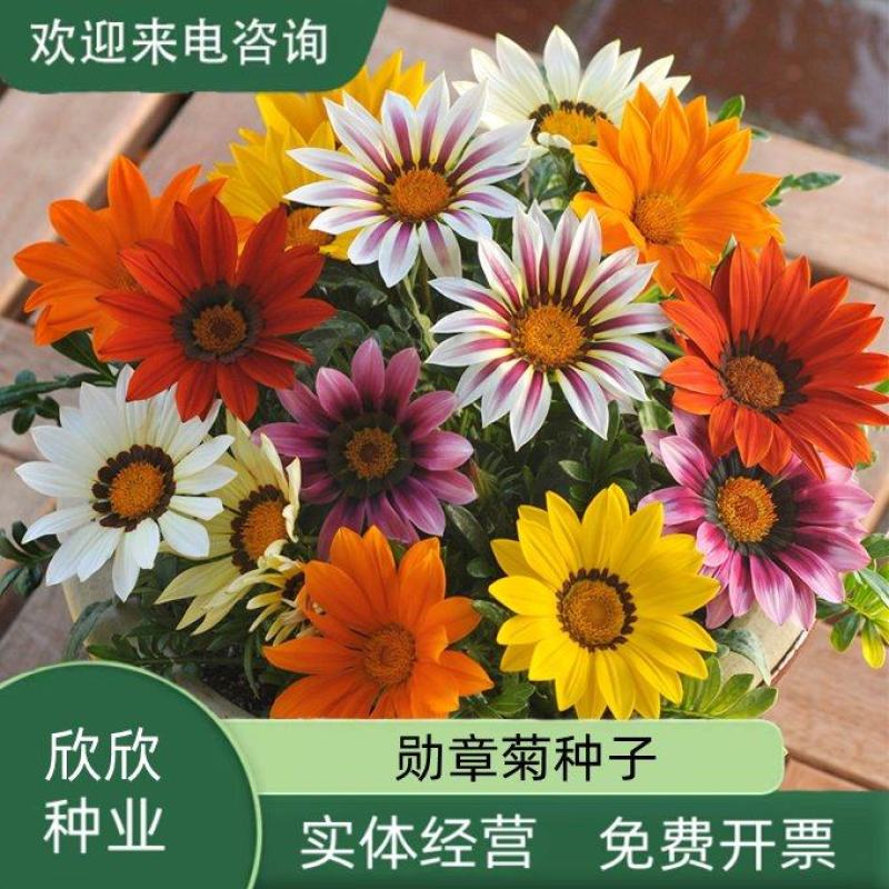 勋章菊种子四季花种非洲太阳花菊花阳台庭院盆栽花籽花子易活