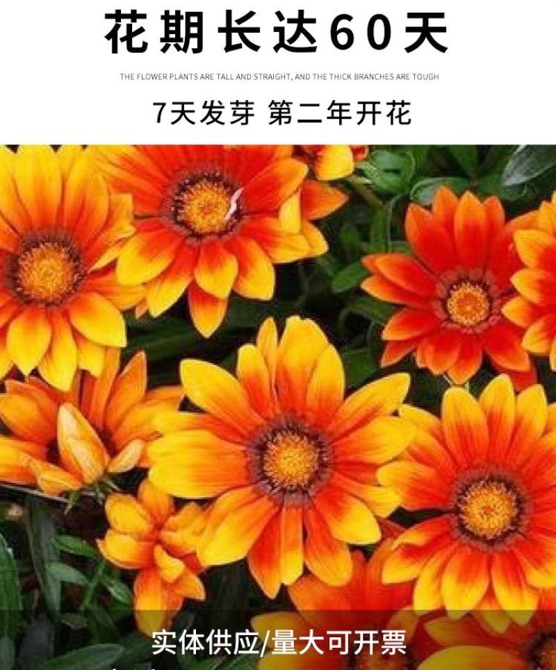 勋章菊种子四季花种非洲太阳花菊花阳台庭院盆栽花籽花子易活