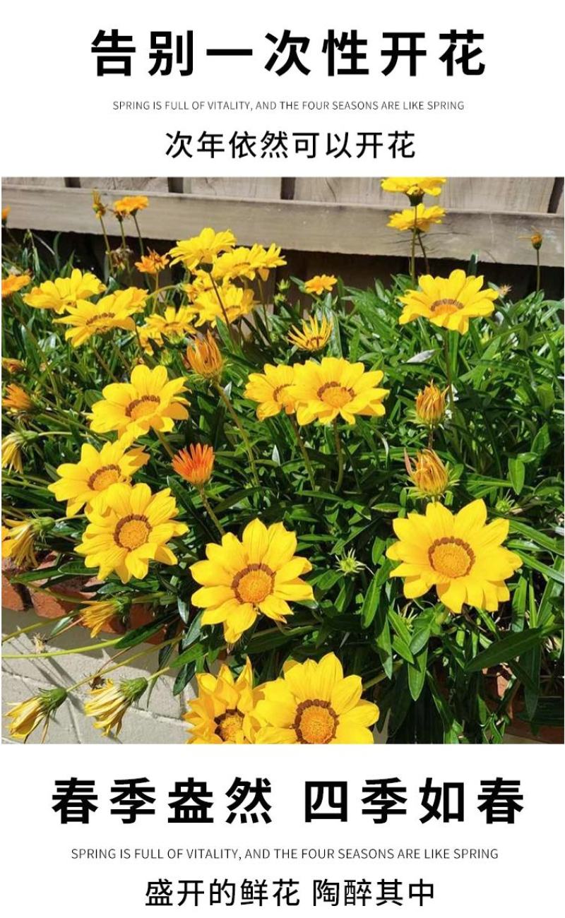 勋章菊种子四季花种非洲太阳花菊花阳台庭院盆栽花籽花子易活