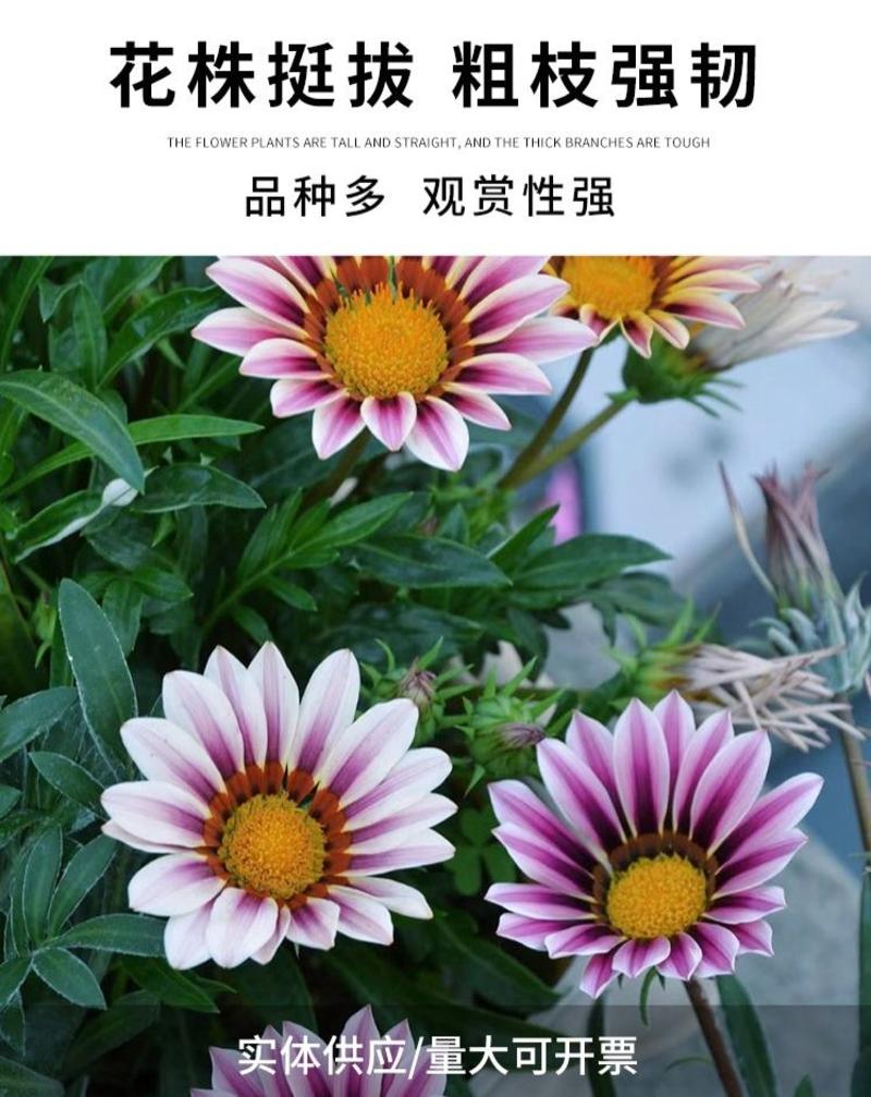 勋章菊种子四季花种非洲太阳花菊花阳台庭院盆栽花籽花子易活