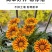 勋章菊种子四季花种非洲太阳花菊花阳台庭院盆栽花籽花子易活