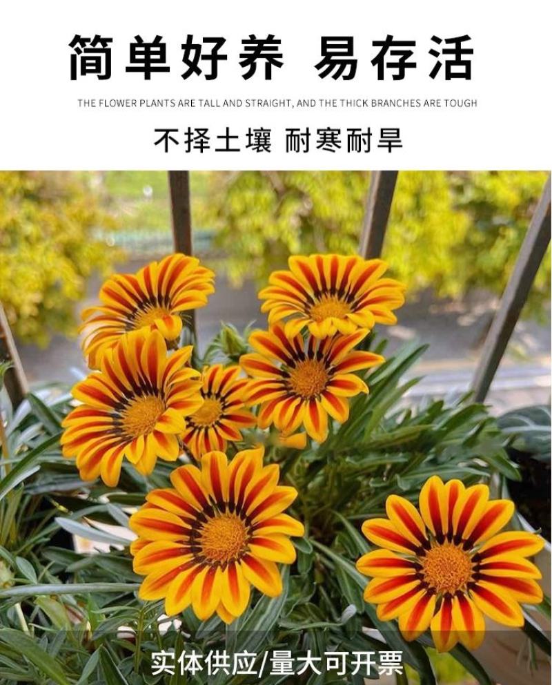 勋章菊种子四季花种非洲太阳花菊花阳台庭院盆栽花籽花子易活