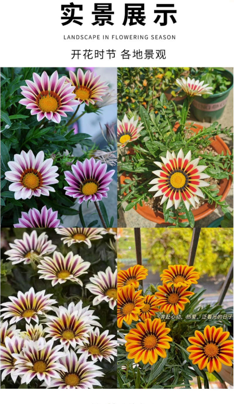 勋章菊种子四季花种非洲太阳花菊花阳台庭院盆栽花籽花子易活