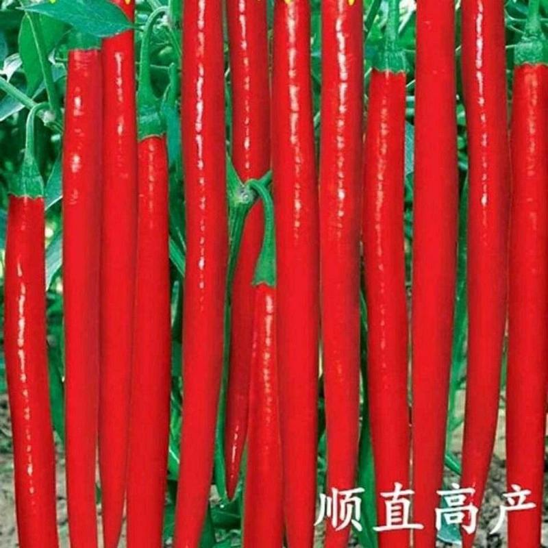 全兴二金条辣椒种子早熟高产线椒种子四季播阳台盆栽大田种子