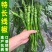 全兴二金条辣椒种子早熟高产线椒种子四季播阳台盆栽大田种子