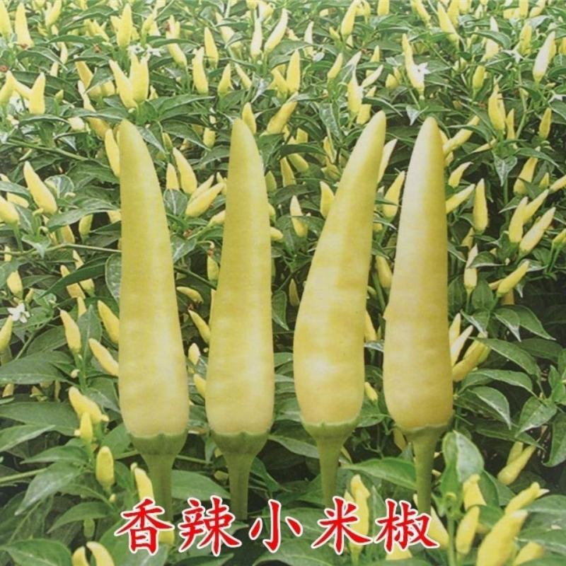 早熟单生朝天椒种子辣味浓小米椒黄色尖椒泡椒春秋辣椒种子