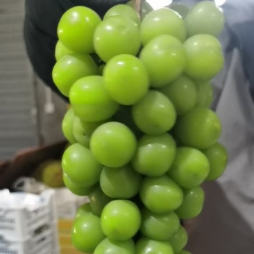 阳光玫瑰