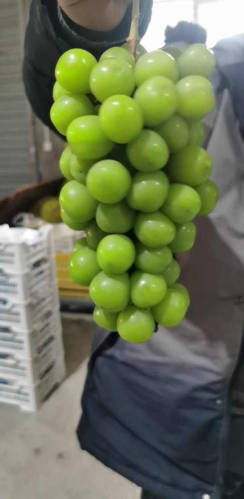 阳光玫瑰