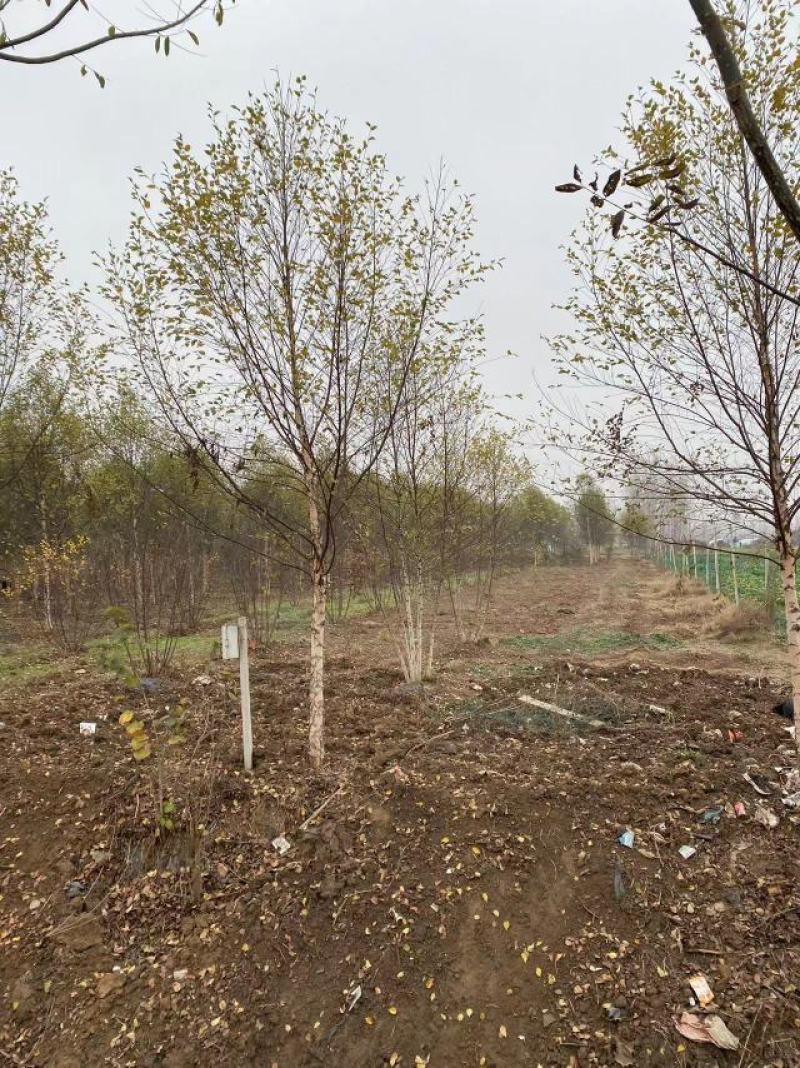欧洲白桦进口品种基地出售