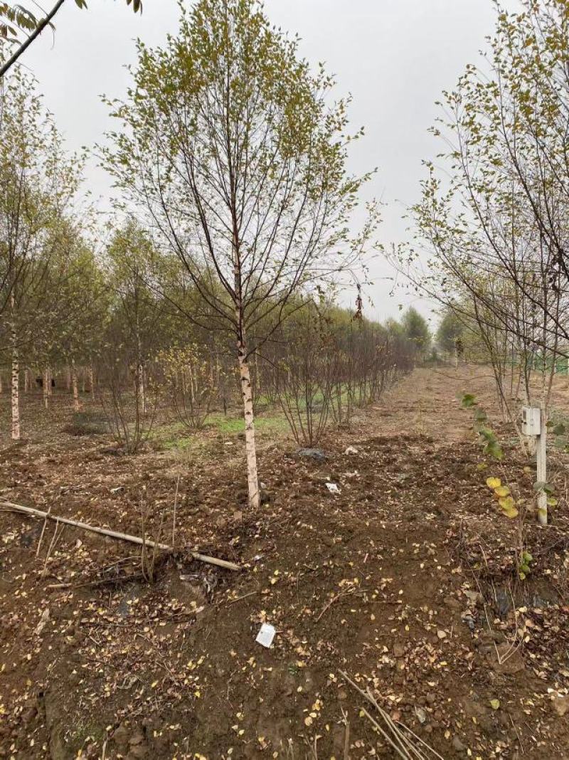 欧洲白桦进口品种基地出售