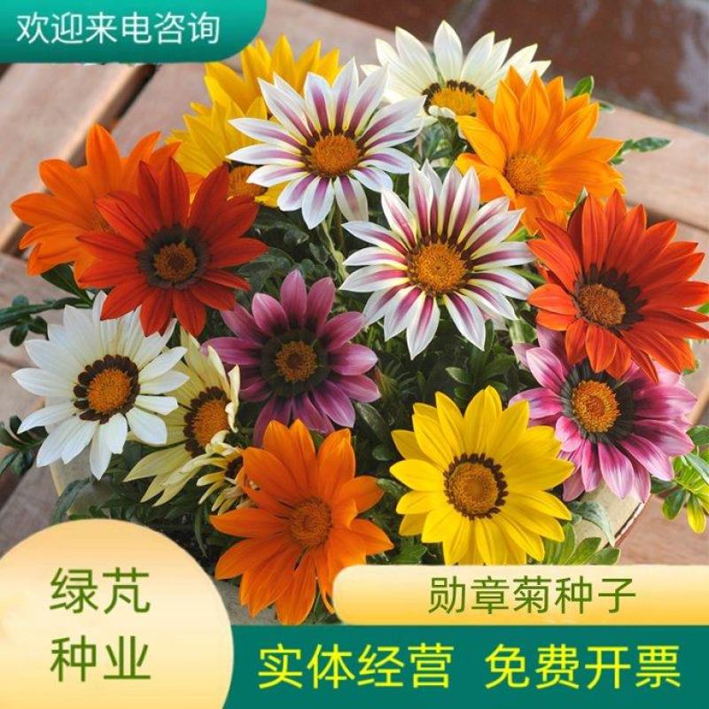 进口勋章菊种子春季易种秋季播花园室内阳台盆栽花草花卉种子