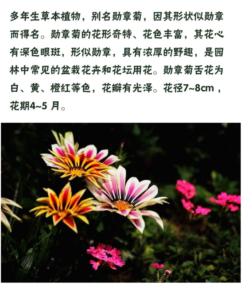 进口勋章菊种子春季易种秋季播花园室内阳台盆栽花草花卉种子