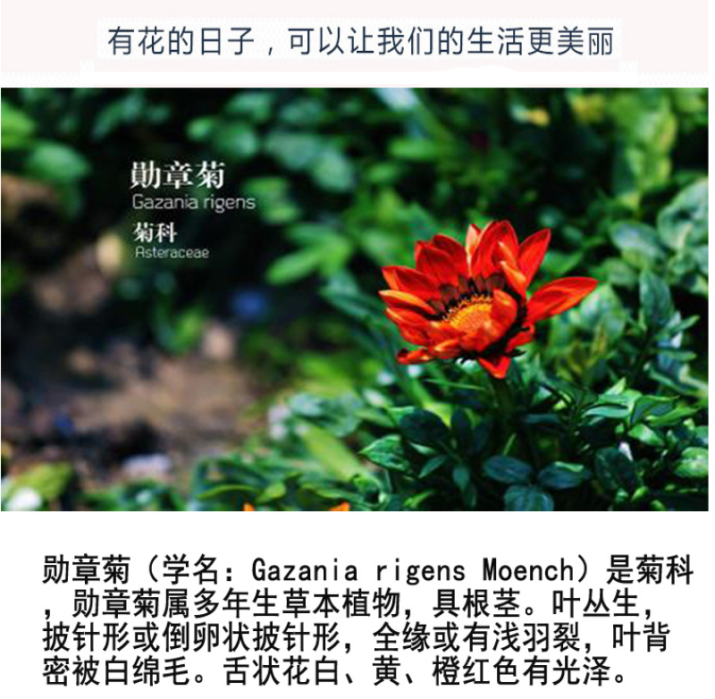 进口勋章菊种子春季易种秋季播花园室内阳台盆栽花草花卉种子