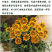 进口勋章菊种子春季易种秋季播花园室内阳台盆栽花草花卉种子