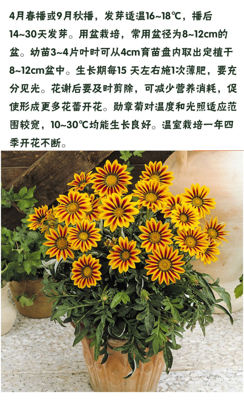 进口勋章菊种子春季易种秋季播花园室内阳台盆栽花草花卉种子