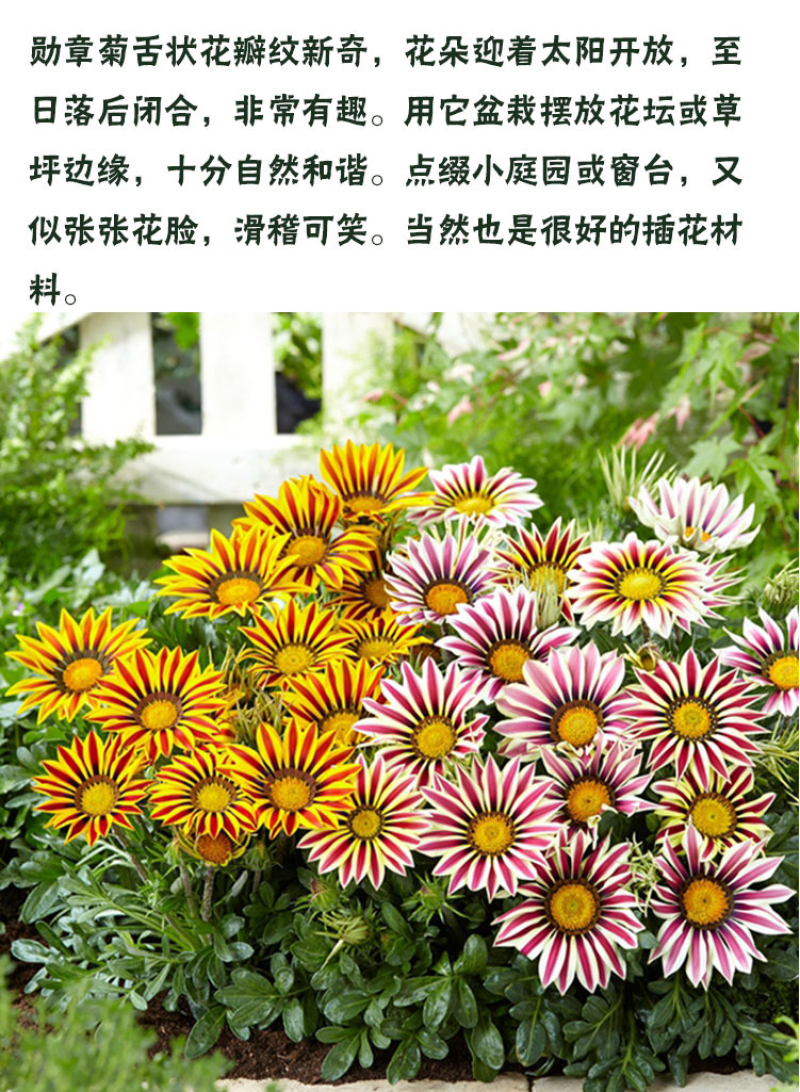 进口勋章菊种子春季易种秋季播花园室内阳台盆栽花草花卉种子