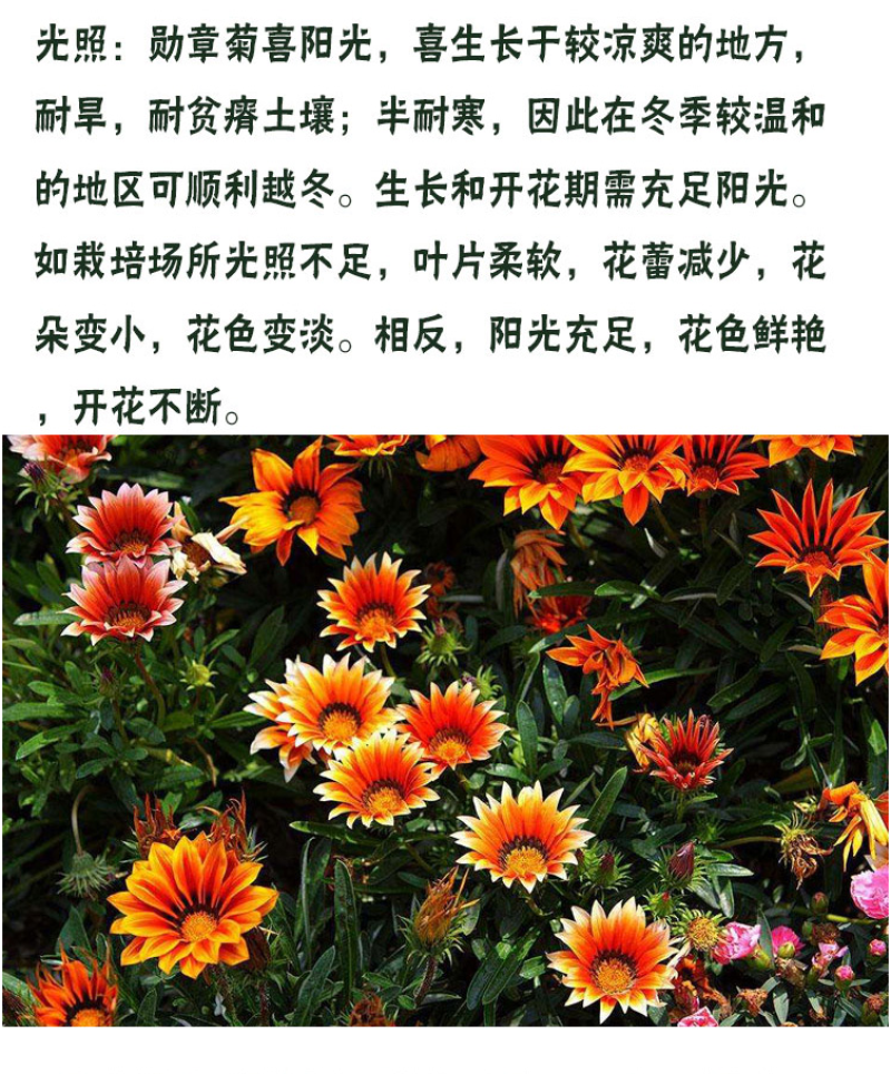进口勋章菊种子春季易种秋季播花园室内阳台盆栽花草花卉种子