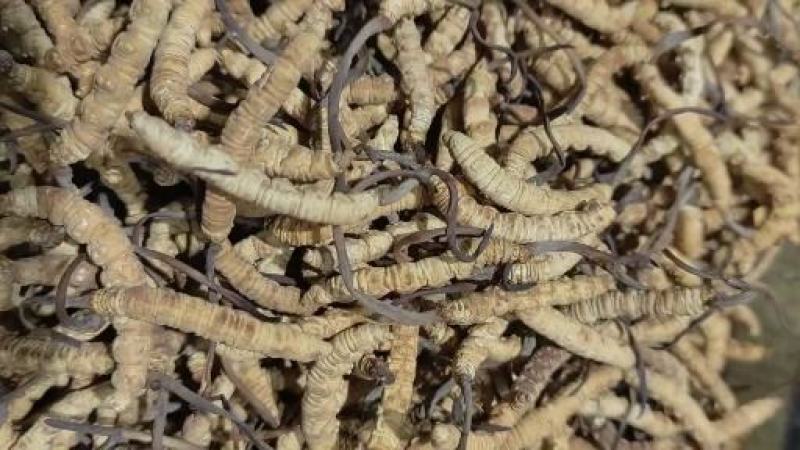 虫草西藏那曲巴青虫草统拿批发价精挑细选颗粒饱满