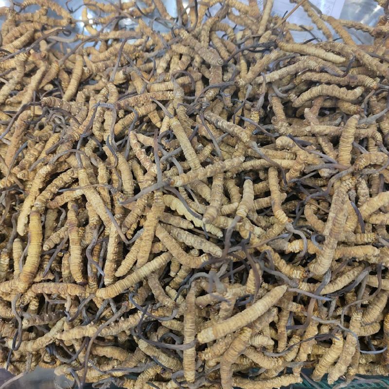 虫草西藏那曲巴青虫草统拿批发价精挑细选颗粒饱满