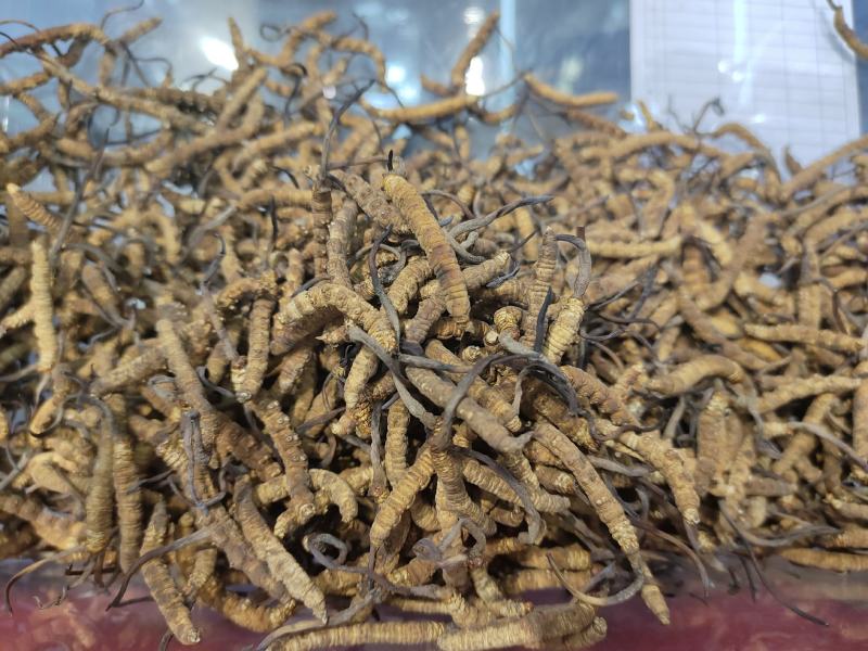 虫草西藏那曲巴青虫草统拿批发价精挑细选颗粒饱满