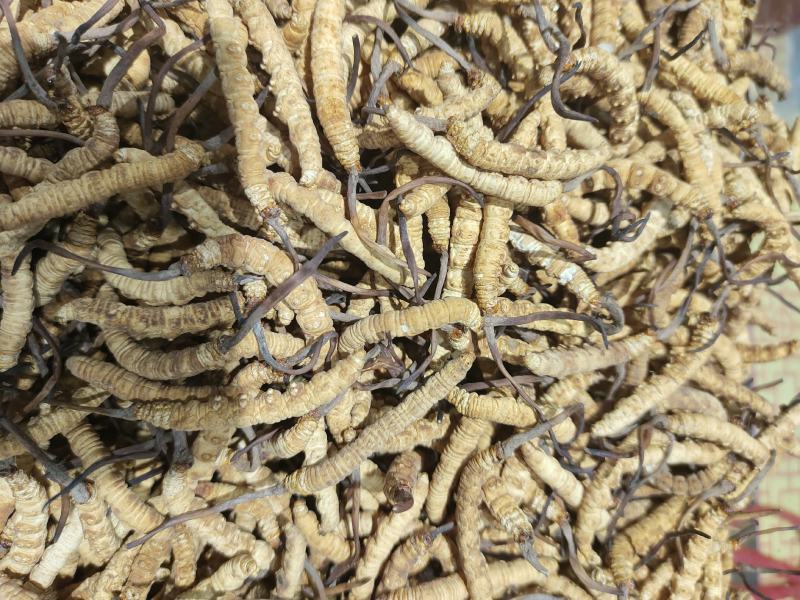 虫草西藏那曲巴青虫草统拿批发价精挑细选颗粒饱满