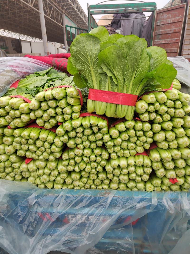 精品小白菜大量供应，产地直发，量大从优，欢迎咨询订购。