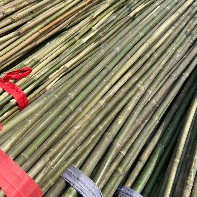 菜架竹水竹豆角架冬瓜架苦竹竹子欢迎咨询选购