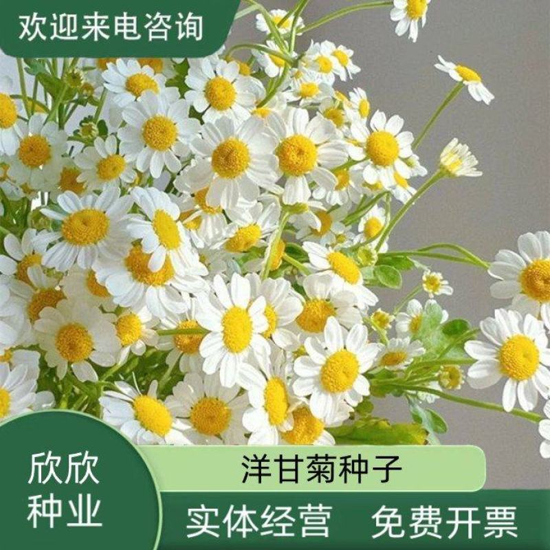 洋甘菊种子四季播开花不断室内外花卉耐寒籽白金菊盆栽观赏