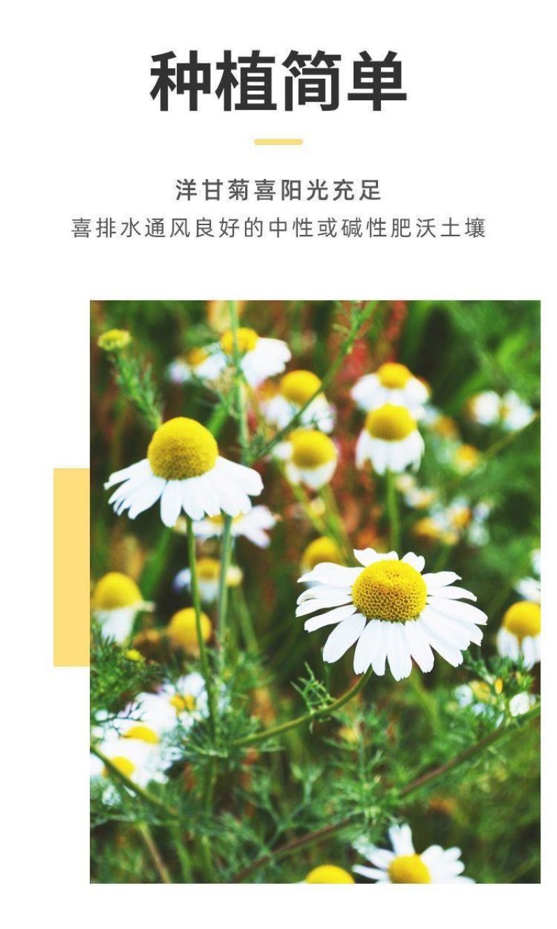洋甘菊种子四季播开花不断室内外花卉耐寒籽白金菊盆栽观赏