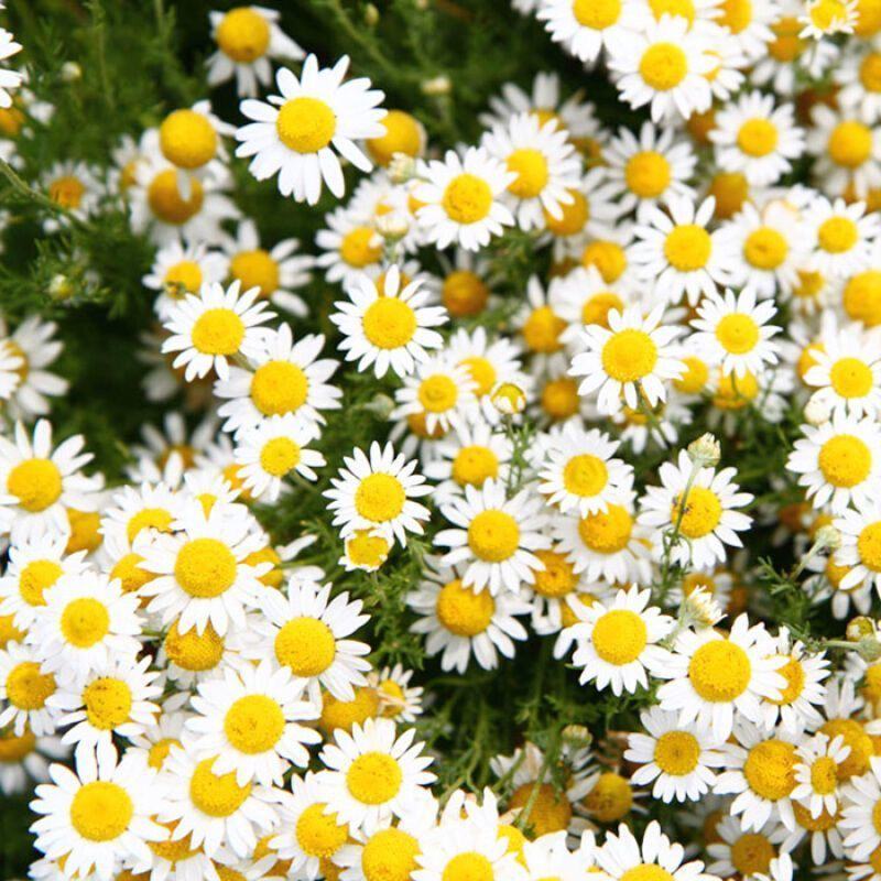 洋甘菊种子四季播开花不断室内外花卉耐寒籽白金菊盆栽观赏
