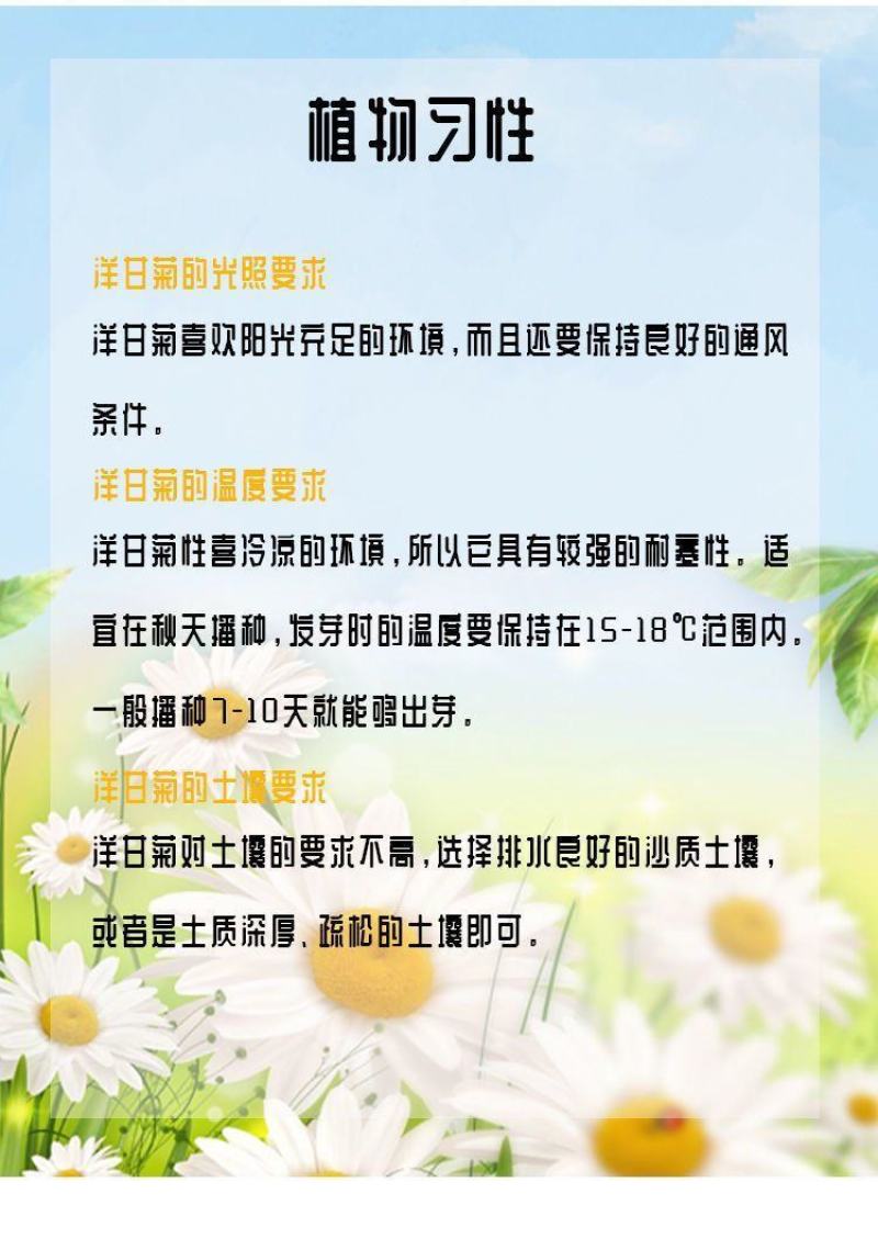洋甘菊种子四季播开花不断室内外花卉耐寒籽白金菊盆栽观赏