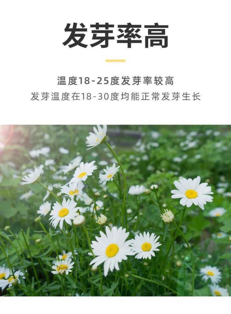 洋甘菊种子四季播开花不断室内外花卉耐寒籽白金菊盆栽观赏