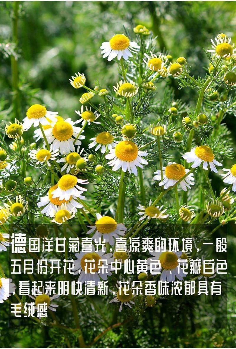 洋甘菊种子四季播开花不断室内外花卉耐寒籽白金菊盆栽观赏