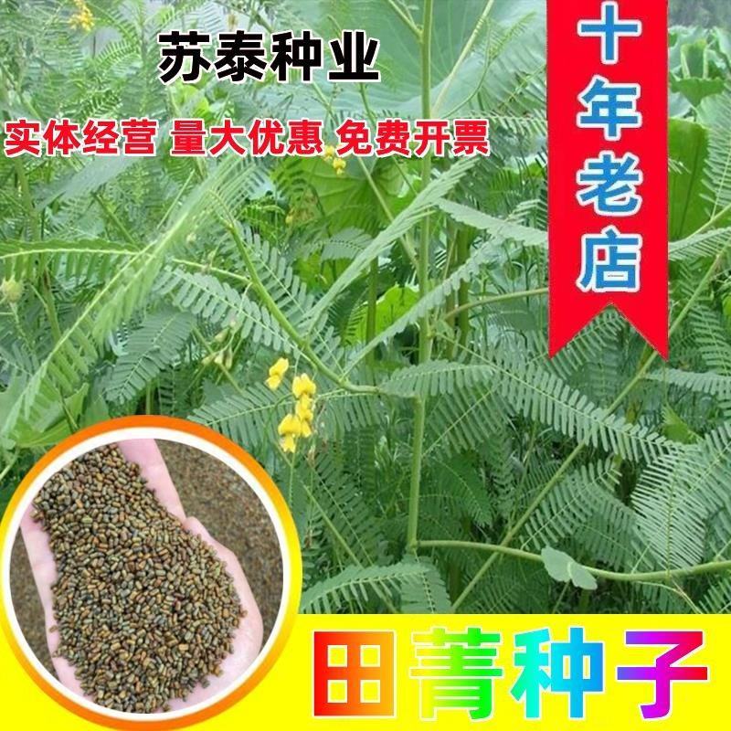 田菁种子别名碱菁涝豆耐涝耐旱盐碱土壤改良牧草果园固氮绿肥