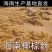 包邮海南椰棕丝椰丝花盆铺面盆栽椰棕丝
