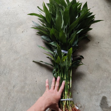 富贵竹:（富贵竹已象征着“富贵吉祥”“节节高升）