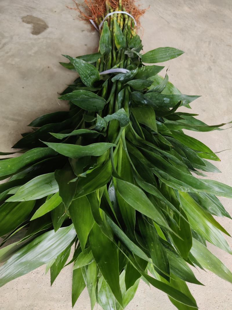 富贵竹:（富贵竹已象征着“富贵吉祥”“节节高升）