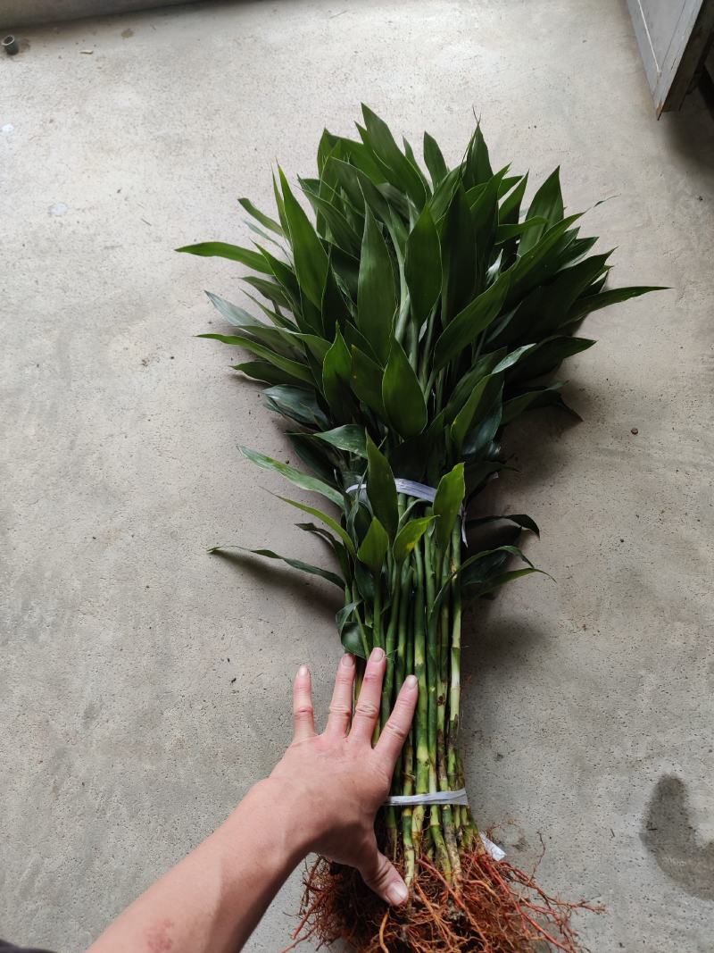 富贵竹:（富贵竹已象征着“富贵吉祥”“节节高升）
