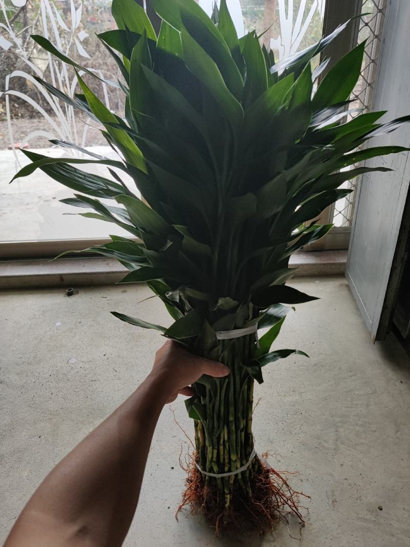 富贵竹:（富贵竹已象征着“富贵吉祥”“节节高升）