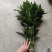 富贵竹:（富贵竹已象征着“富贵吉祥”“节节高升）