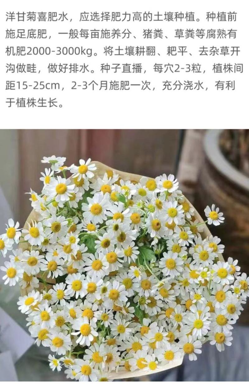 洋甘菊白晶菊种子四季易活开花盆栽地栽小雏菊种籽景观花海