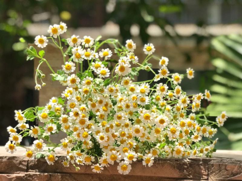 洋甘菊白晶菊种子四季易活开花盆栽地栽小雏菊种籽景观花海