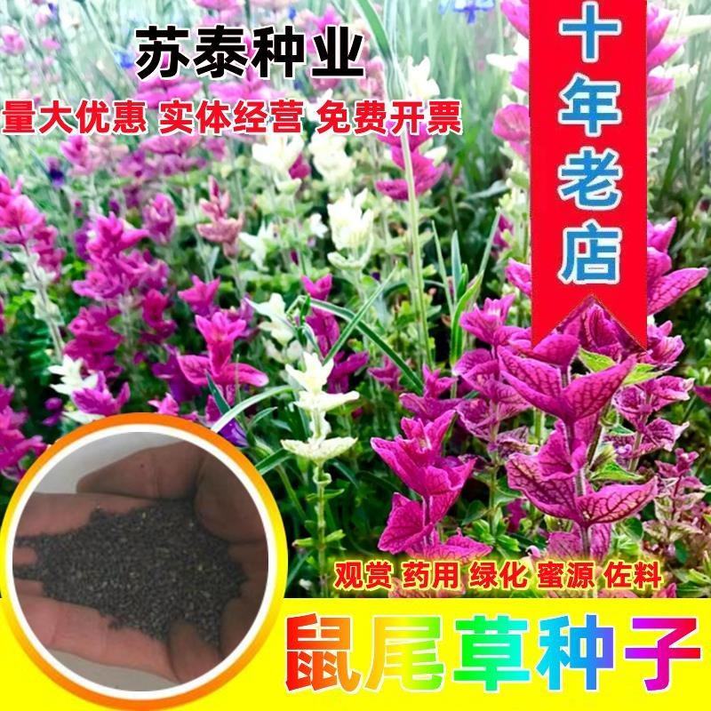 鼠尾草种子洋苏草种子庭院鼠尾草种子四季易种