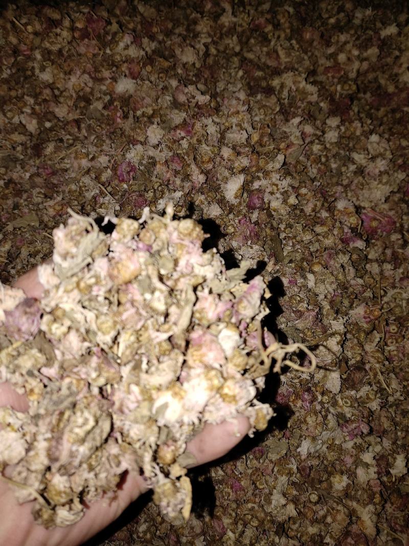 祁白菊